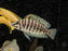 * Cichlids * Altolamprologus Calvus Black INKFIN 5-6cm 5-6 cm
