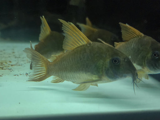 * Corydoras *  Hoplisoma concolor XL 5-7cm