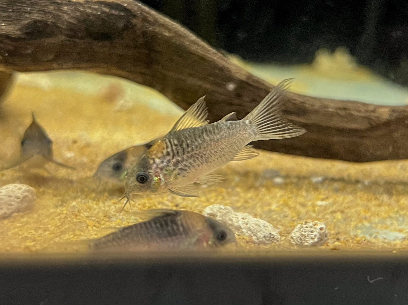* Corydoras *  Gastrodermus Nijsenni (C111) 3-4cm