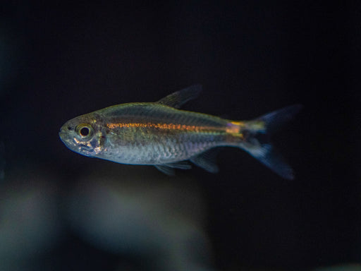* Tetra  * Hemmigramus Hyanuary (January Tetra)