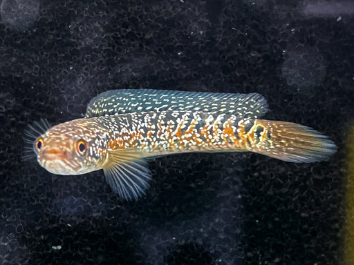 * Channa * Channa Asiatica “Kalimaya” 6-8cm