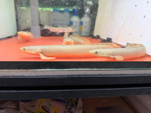 * Polypterus * Polypterus senegalus “Wild” 23-26cm