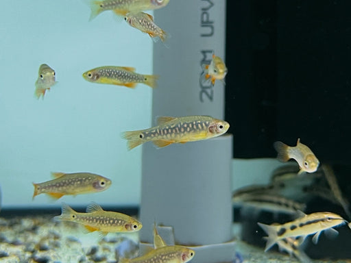 * Tetra * Danio erythromicron × margaritatus “Galaxy Rasbora Hybrid” (Emerald Pearl Danio)