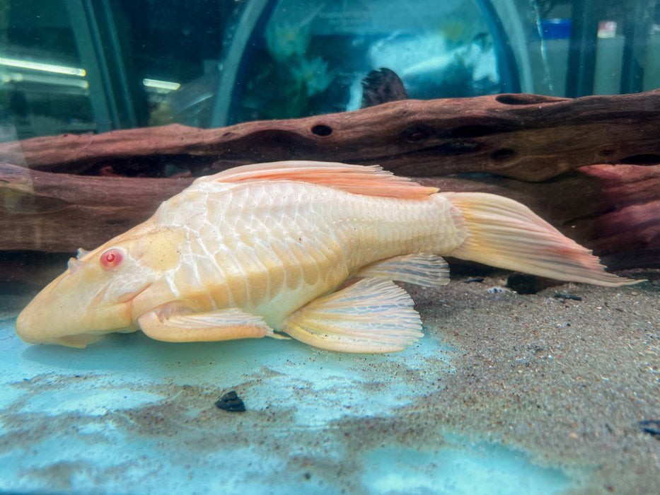 * Pleco * Balloon King Albino Common Pleco 30-32cm
