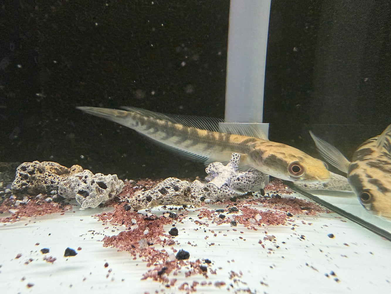 * Channa * Channa Marulioides Yellow (Yellow Maru Snakehead) 14-16cm