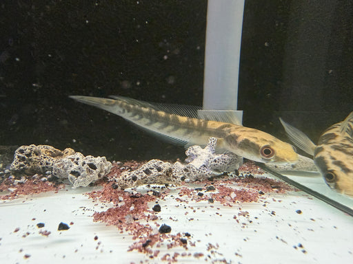 * Channa * Channa Marulioides Yellow (Yellow Maru Snakehead) 14-16cm