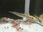 * Channa * Channa Marulioides Yellow (Yellow Maru Snakehead) 14-16cm