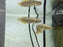 * Arowana * Heterotis niloticus (AFRO) (African arowana) 10-12cm