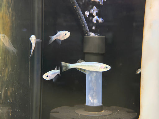 * Other Species * Lamprichthys Tanganicanus (Tanganyika Killifish) 4-6cm