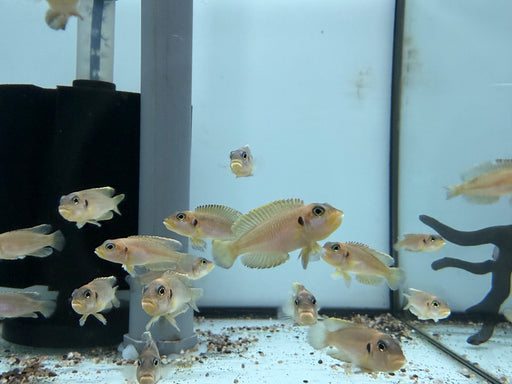 * Cichlid * Lamprologus Ocellatus Gold “German Bred” 4-5cm