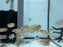 * Cichlid * Lamprologus Ocellatus Gold “German Bred” 4-5cm