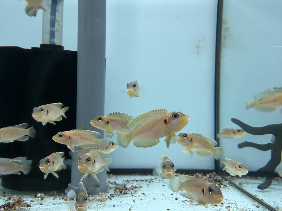 * Cichlid * Lamprologus Ocellatus Gold “German Bred” 4-5cm