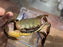 * Shrimps * Cardisoma Carnifex (Brown Land Crab)