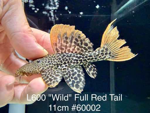 * Pleco * Pseudacanthicus leopardus (L600) “Wild” Full Red Tail! 11cm #60002 (Actual Piece)