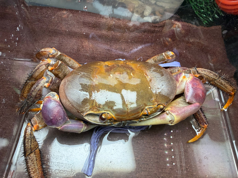 * Shrimps * Cardisoma Carnifex (Brown Land Crab)
