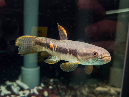 * Other Species * Erythrinus erythrinus (Rainbow Wolffish) (10-12cm)