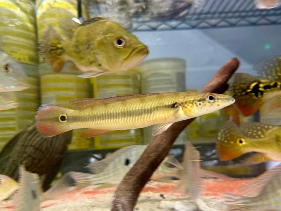 * Cichlids * Crenicichla sp. Cobra 15-16cm