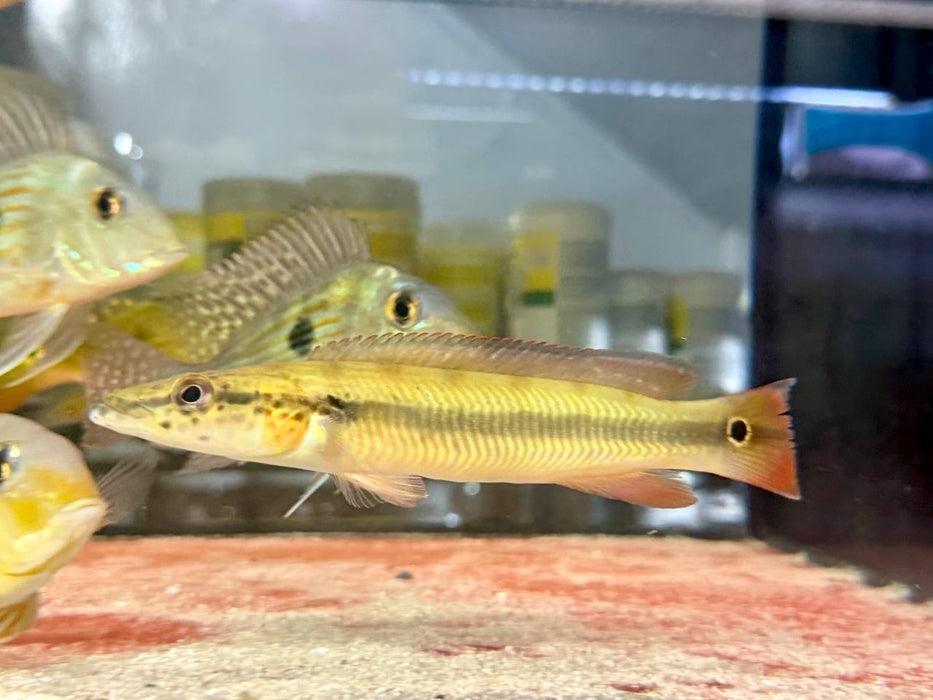 * Cichlids * Crenicichla sp. Cobra 15-16cm