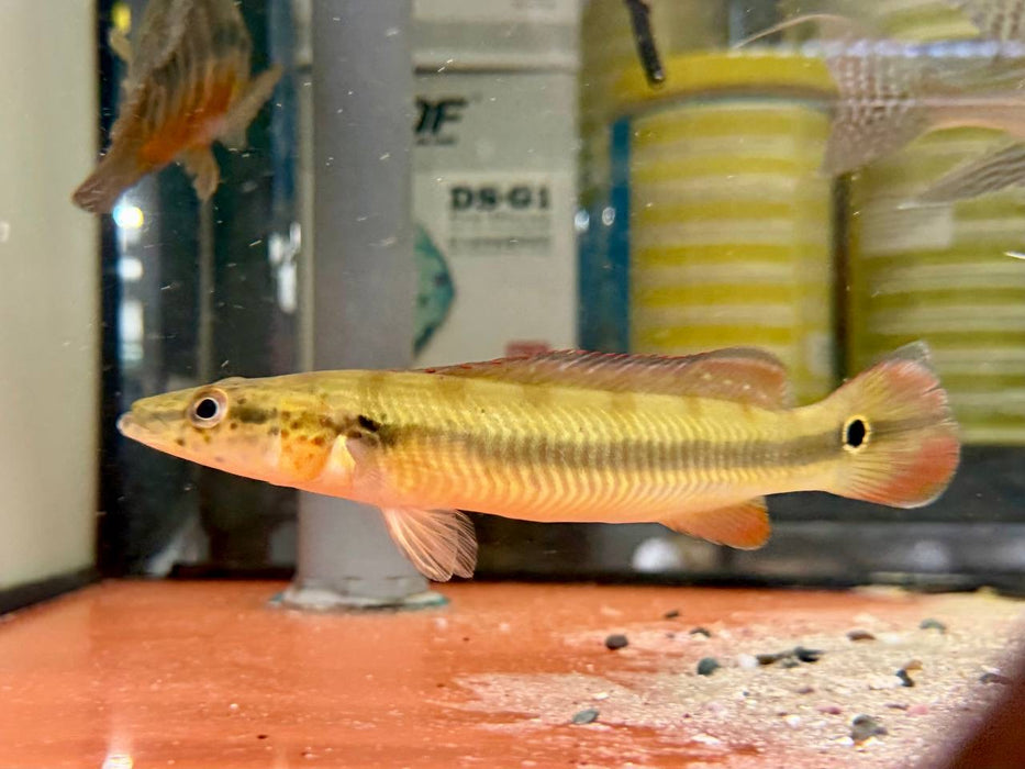 * Cichlids * Crenicichla sp. Cobra 15-16cm