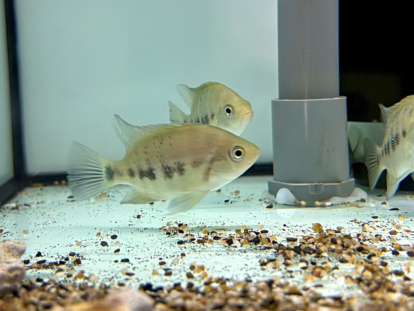 * Cichlids *  Cincelichthys bocourti “Rio Aqua Bueno” 4-6cm