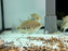 * Cichlids *  Cincelichthys bocourti “Rio Aqua Bueno” 4-6cm