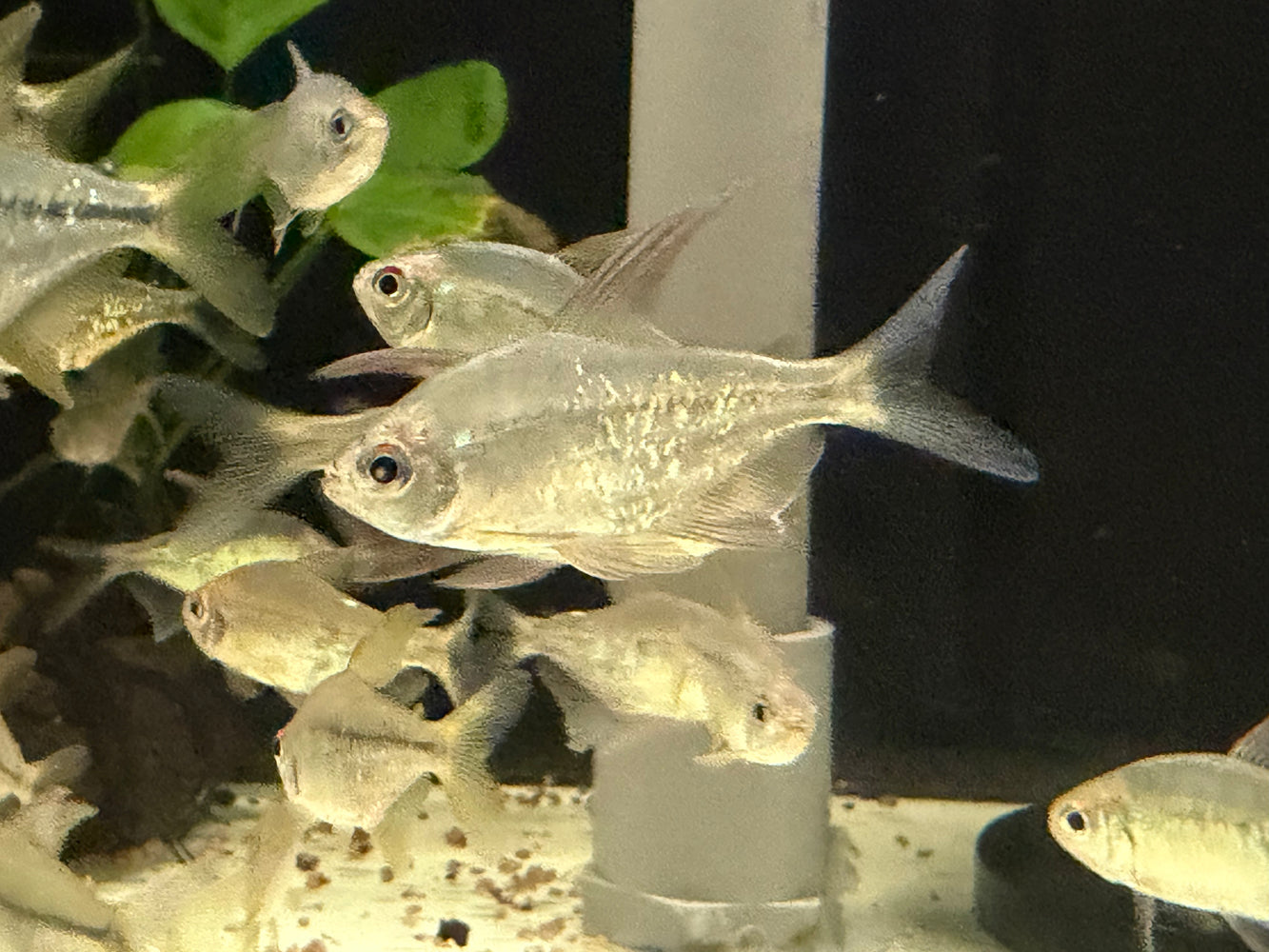 * Tetra  * Moenkhausia pittieri “Diamond tetra”