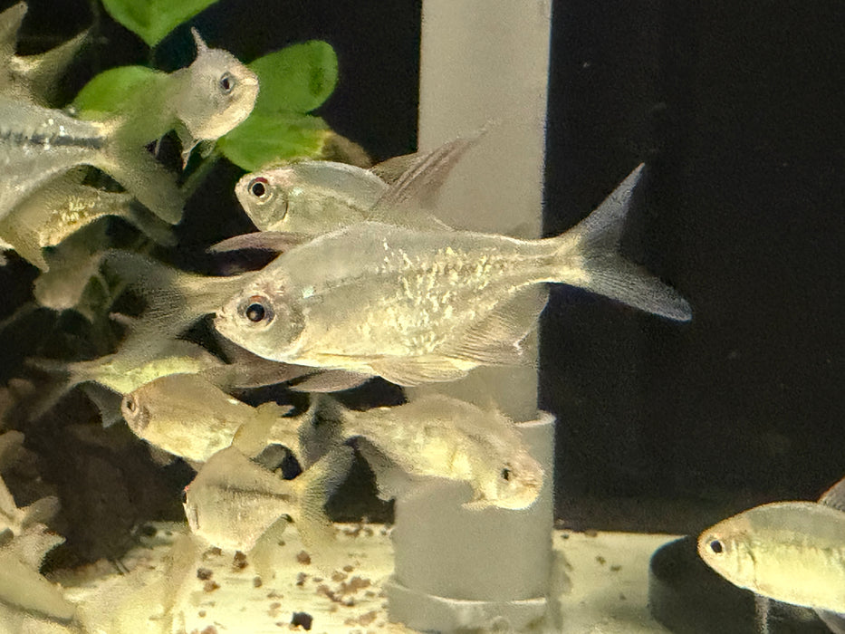 * Tetra  * Moenkhausia pittieri “Diamond tetra”