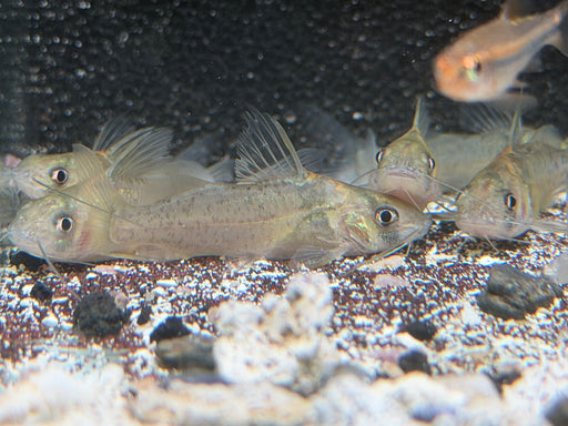 * Catfish *  Brachyrhamdia Imitator “Cory mimic catfish” 5-7cm