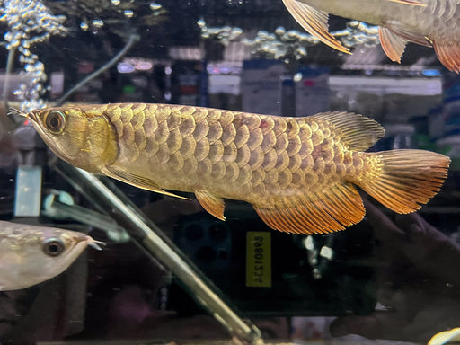 * Arowana * Golden Crossback Arowana (XB) 20-25cm
