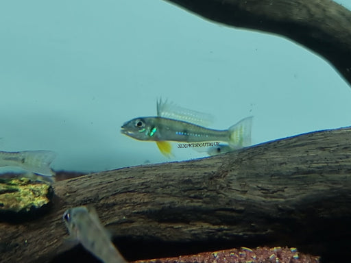* Cichlids * Biotoecus dicentrachus