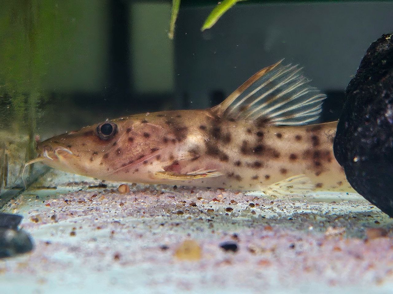 * Catfish * Notoglanidium Macrostoma (Dwarf giraffe catfish) 6-8cm
