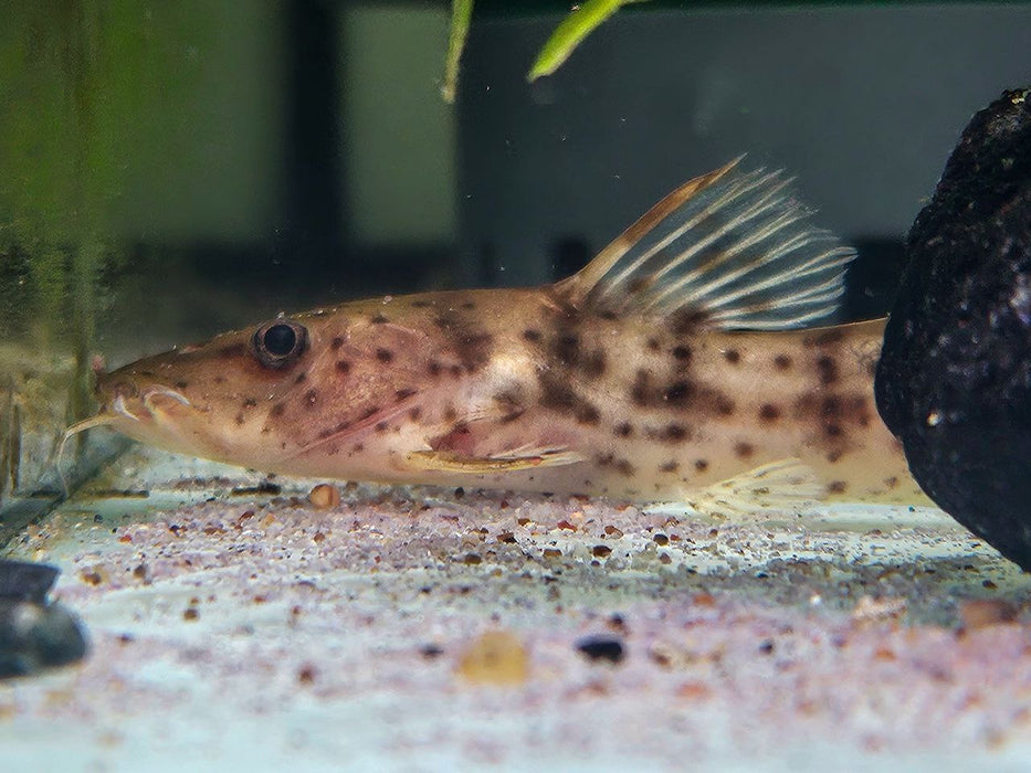 * Catfish * Notoglanidium Macrostoma (Dwarf giraffe catfish) 6-8cm