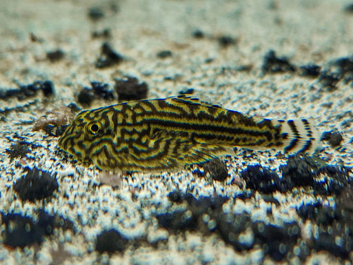 * Other Species * Sewellia Lineolata (Hillstream Loach)