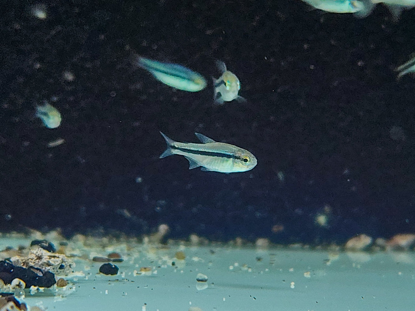 * Tetra  * Hyphessobrycon cf. melanostichos (Imperial Lapis Tetra)