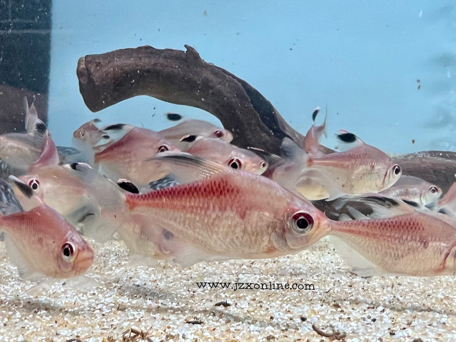 * Tetra * Hyphessobrycon Pyrrhonotus (Flameback Bleeding heart tetra)