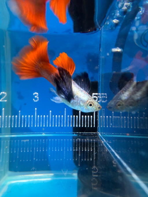 * Livebearers *  Platinum Dumbo (Elephant ear) Guppy