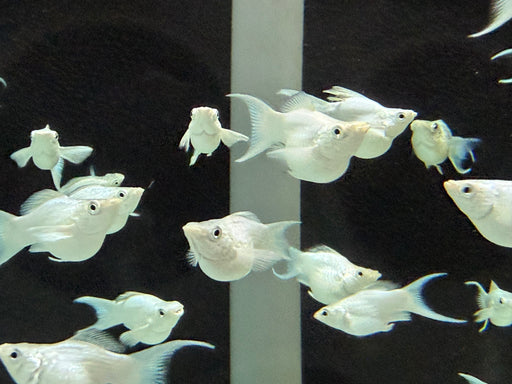 * Livebearers *  Platinum White Balloon Molly