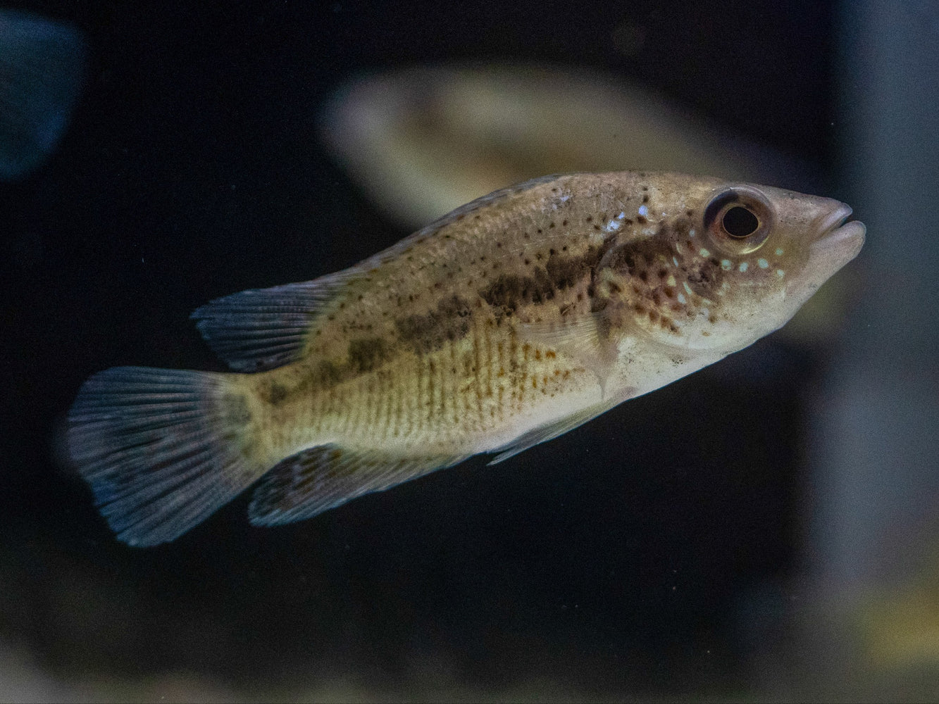 * Cichlids * Parachromis Dovii Blue “Lago do Arenal” 6-8cm