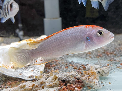 * Cichlids * Pseudotropheus perspicax 'Red-top “Ndumbi” 8-10cm