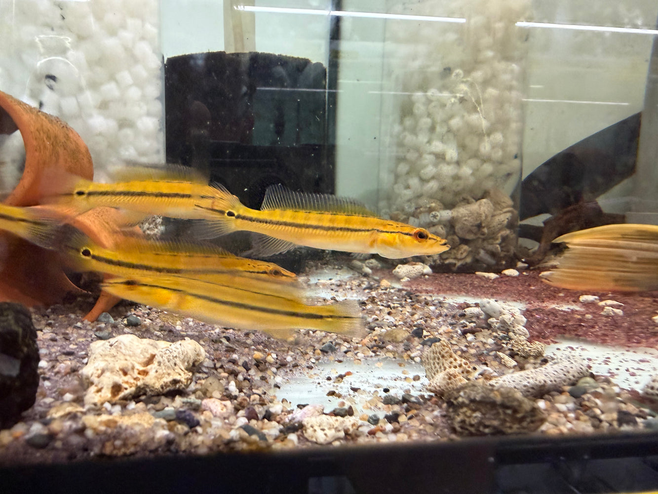 * Cichlids * Crenicichla (Lugubria) sp. Xingu 1 (8-10cm)
