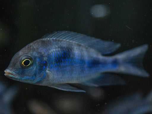 * Cichlids *  Cyrtocara moorii (Malawi blue dolphin) 8-9cm
