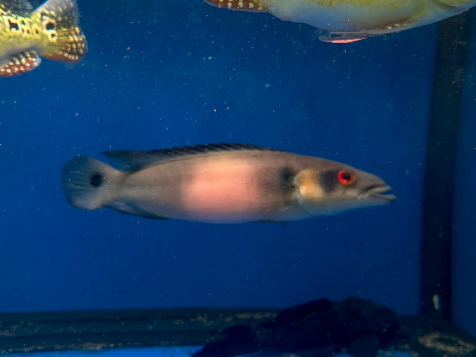 * Cichlids * Crenicichla (Lugubria) sp. Venezuela 28-30cm