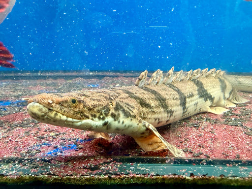* Polypterus * Polypterus Endlicheri “YAWA River” 42-48cm