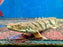 * Polypterus * Polypterus Endlicheri “YAWA River” 42-48cm