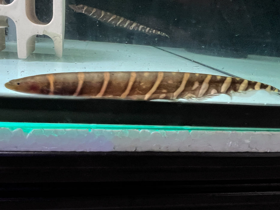 * Other Species * Gymnotus javari (Tiger Knifefish) 14-16cm