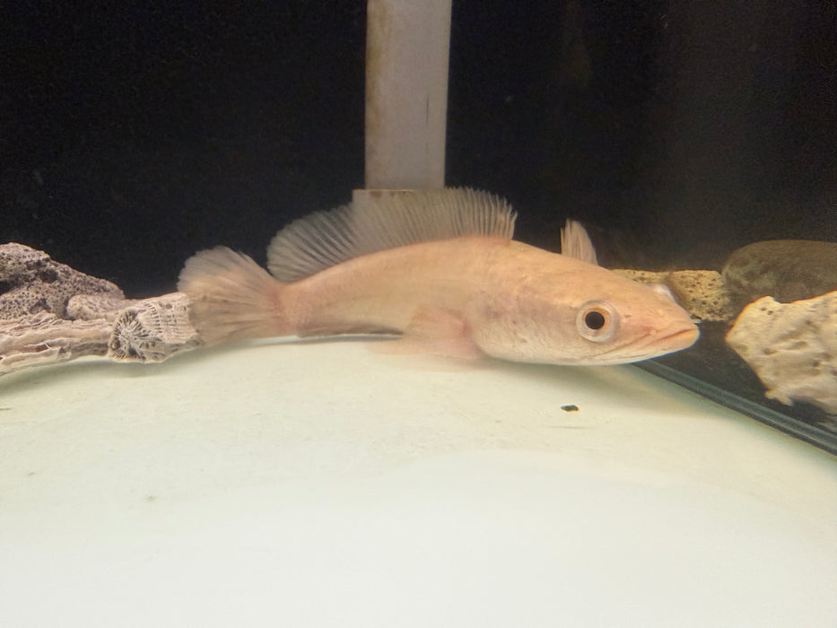 * Channa * Channa Striata Shortbody “Albino” 12-15cm