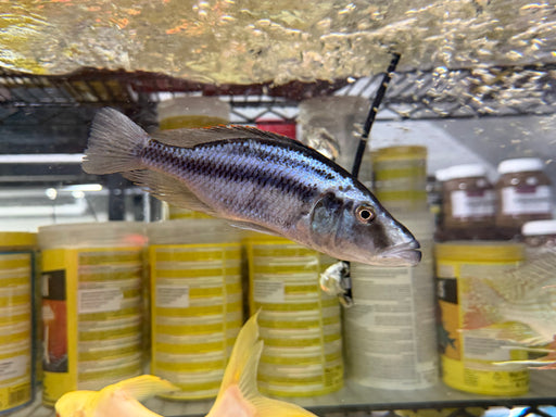 * Cichlids *  Dimidiochromis Compressiceps (Malawi Eye biter) 15-18cm