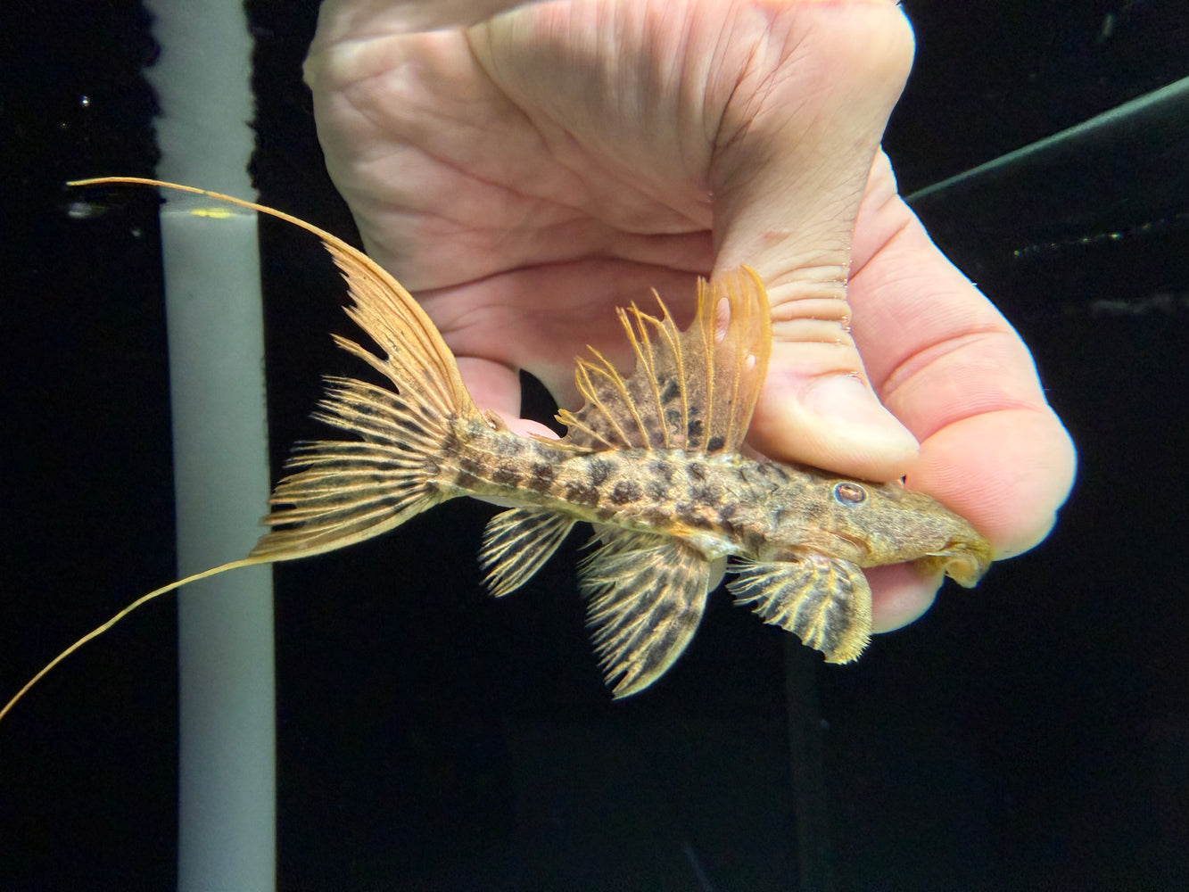 * Pleco * L273 Titanic Pleco (10-12cm)