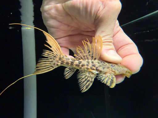 * Pleco * L273 Titanic Pleco (10-12cm)