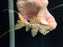 * Pleco * L273 Titanic Pleco (10-12cm)